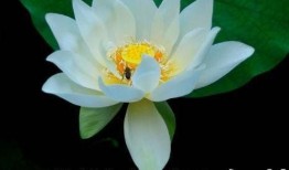 网红吃瓜头像搞笑,笑料横生的搞笑瞬间